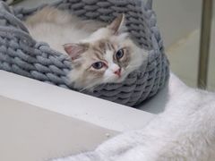 -怪兽屋·羊驼·猫咖·狗咖(俊华广场店)