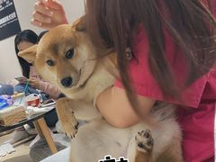 -逗柴咖啡屋·狗咖猫咖宠物桌游