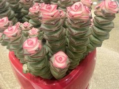 -香宫中餐厅·东北菜·铁锅炖·广式点心(哈尔滨香格里拉店)