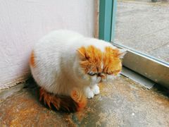 -喵屿·大理花园猫咖