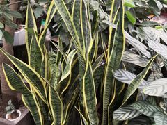 -秦美花卉(天朗·莱茵小城2期店)