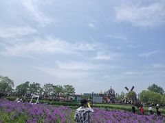 -荷兰花海