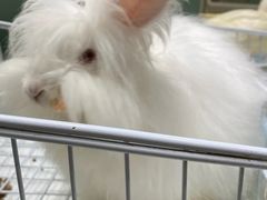 -怪兽屋·羊驼·猫咖·狗咖(俊华广场店)