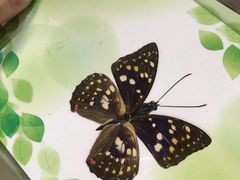 -上海昆虫博物馆