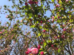 -大兴滨河森林公园