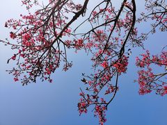 -深圳仙湖植物园