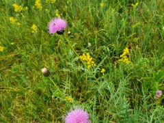 -塞罕坝国家级自然保护区