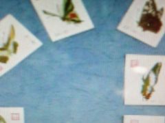 -上海昆虫博物馆