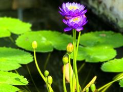 -国家植物园南园