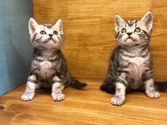-喵zoo家庭繁育猫舍(尖东智能花园店)