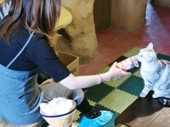 -猫猫幼稚园·撸猫·桌游·电玩