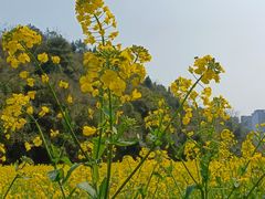 -贵阳市花溪国家城市湿地公园
