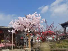 -樂桃源奉贤黄桃种植采摘基地