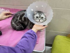 -北京观赏动物医院·24小时大型综合·猫专科·异宠专科