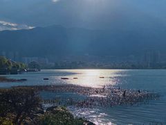 -洱海月湿地公园