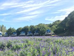 -紫海香堤香草艺术庄园