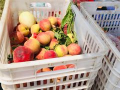 -前小桔亲子创意农场·草莓采摘·露营烧烤