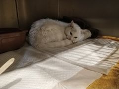 -宠爱国际动物医院· 猫科· 外科·中兽医(长白店)