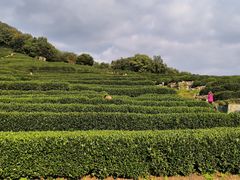 -中国茶叶博物馆(双峰馆区)