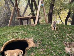 -北京野生动物园