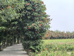 -水西公园