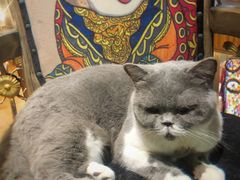 -more than meow吴止猫主题餐厅(承德 中船汇店)