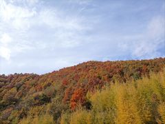 -如意林卡藏餐吧 (九寨沟店)