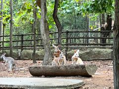 -清迈夜间动物园