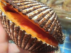-连鹭海鲜·海肠捞饭·海胆饭(星海店)