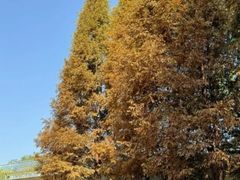 -白鹭湾湿地公园