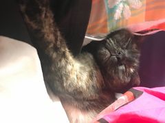 -北京观赏动物医院·24小时大型综合·猫专科·异宠专科