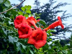 -国家植物园南园