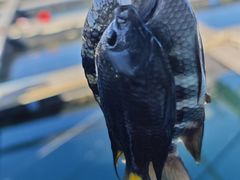-蓝湾碧波·老字号·疍家非遗海上餐厅