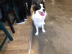 -百好乐宠物友好餐厅(朝外大街店)