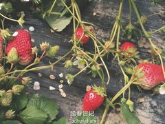 -喜杨洋草莓采摘园
