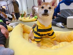 -逗柴咖啡屋·狗咖猫咖宠物桌游
