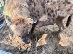 -北京野生动物园