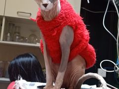 -猫色咖啡·猫咖