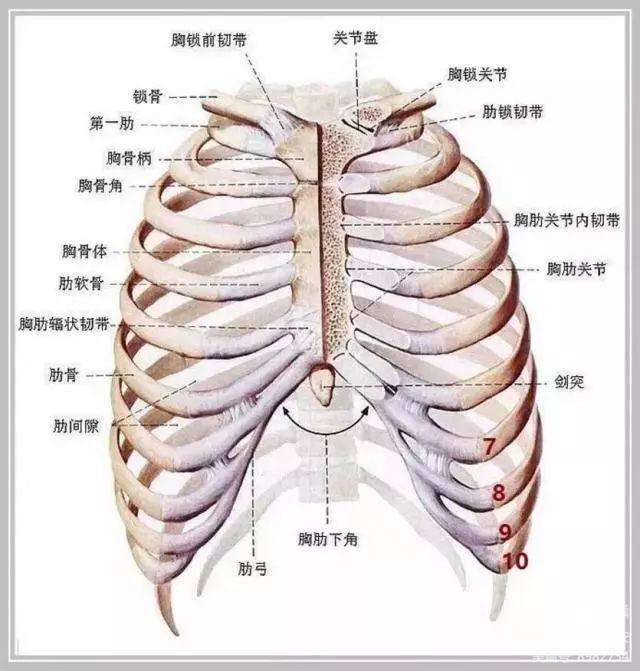 急性胸肋痛图片