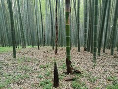 -杭州植物园