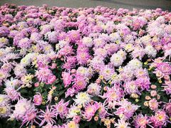 -重庆市江北嘴中央商务区中央公园