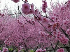 -白塘生态植物园