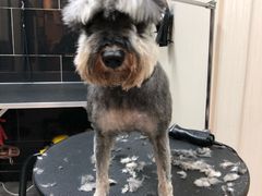 -小尾巴宠物店(万科·金域华庭店)