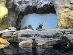 -大阪海游馆