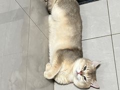 -伟伟宠物医院·瑞派猫友好医院·猫科(光谷店)
