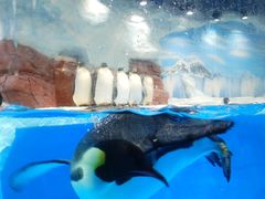 -海合安成都极地海洋公园