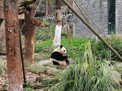 -都江堰中华大熊猫苑