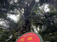 -呀诺达热带雨林