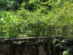 -西湖风景区-江洋畈生态公园