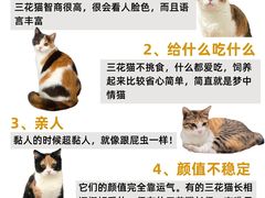 -小猫来了·猫舍(红山六九七九店)
